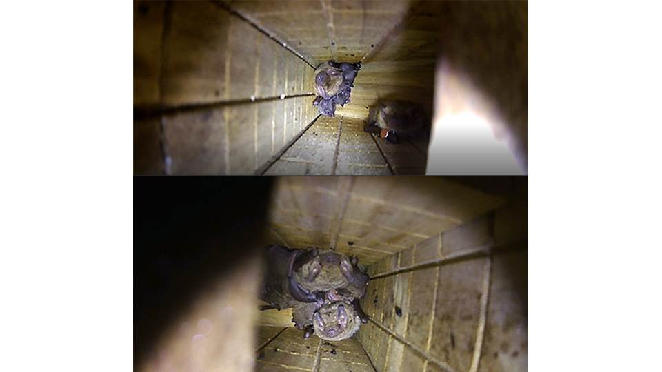 蝙蝠巢箱有效發揮棲地補償作用，成為蝙蝠的舒適駐所。